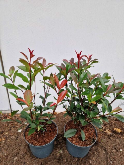 Glanzmispel Carré Rouge 40/50 cm Topf 