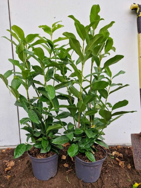 Kirschlorbeer Genolia 50/60 cm Topf 