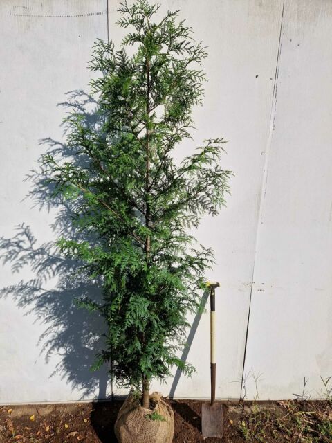 Thuja plicata Excelsa 220/240 cm