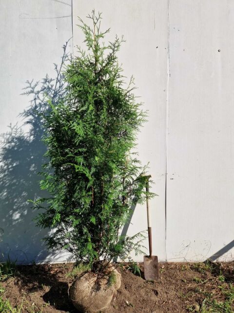 Thuja plicata Excelsa 220/240 cm