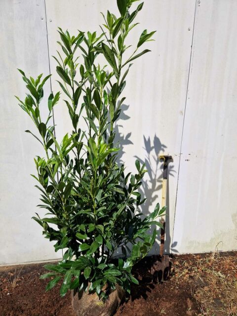 Kirschlorbeer Caucasica 140/160 cm
