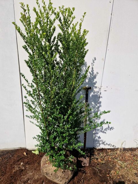 Ilex crenata Green Hedge 160/180 cm