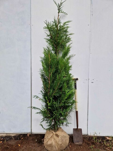 Thuja plicata Martin 180/200 cm