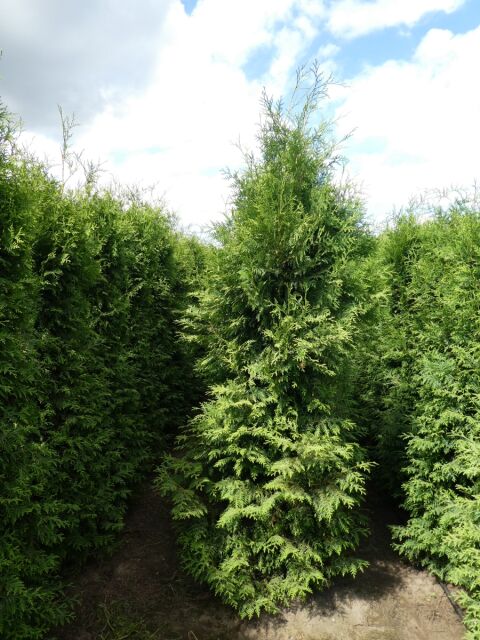 Thuja Brabant Lebensbaum 225/250 cm