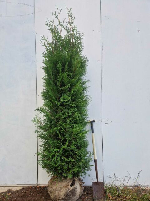 Thuja Brabant Lebensbaum 225/250 cm SONDERANGEBOT