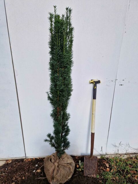 Grüne Säuleneibe Robusta 120/140 cm