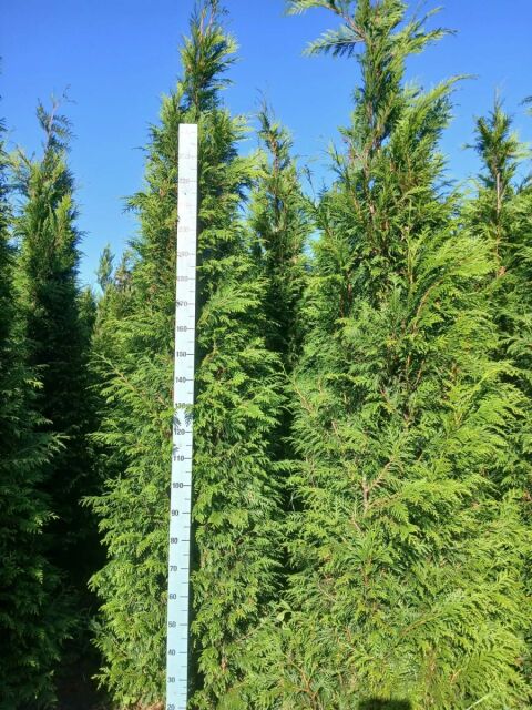 Thuja plicata Martin 280/300 cm