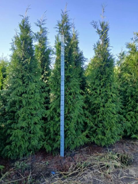 Thuja plicata Martin 300/320 cm