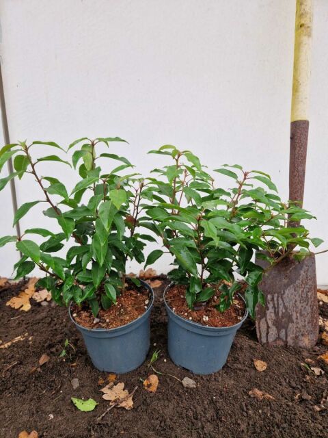 Portugiesischer Kirschlorbeer Angustifolia 30 cm Topf 