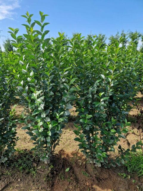 Ligustrum Ovalifolium 120/140 cm