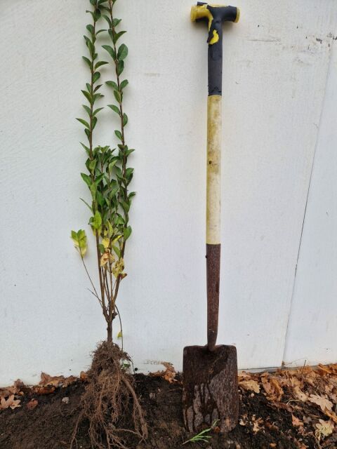 Liguster Ovalifolium 80/100 cm Wurzelware