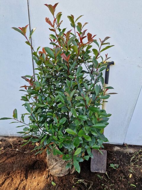 Glanzmispel Carr&eacute; Rouge 100/120 cm