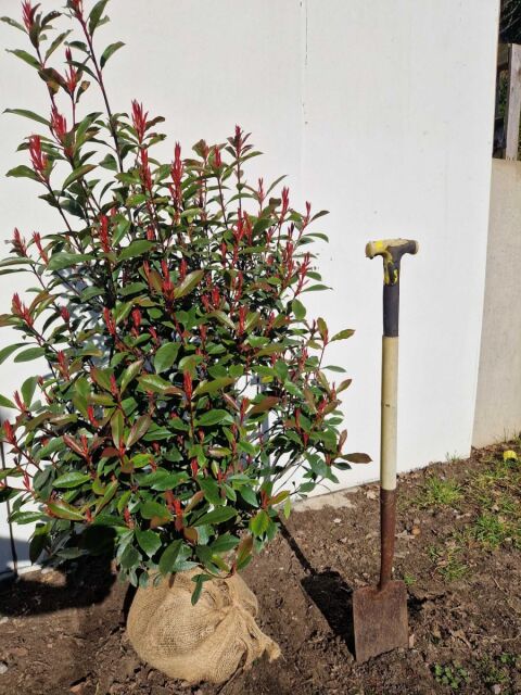 Glanzmispel Carr&eacute; Rouge 100/120 cm