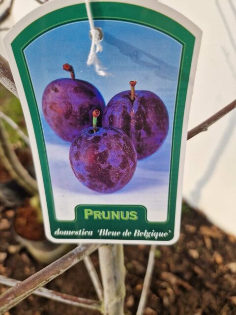Pflaumenbaum Bleue de Belgique 150/175 cm