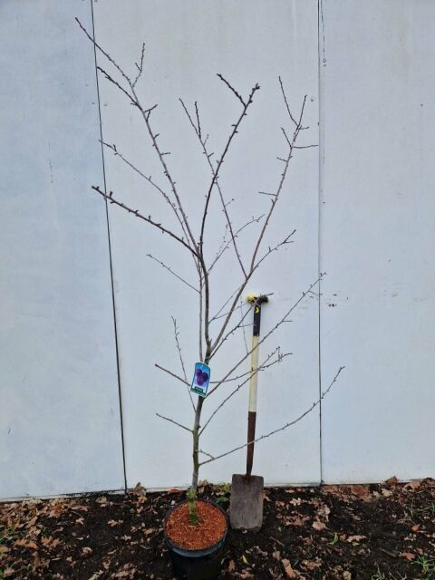 Pflaumenbaum Bleue de Belgique 125/150 cm