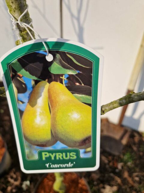 Birnbaum Concorde 125/150 cm