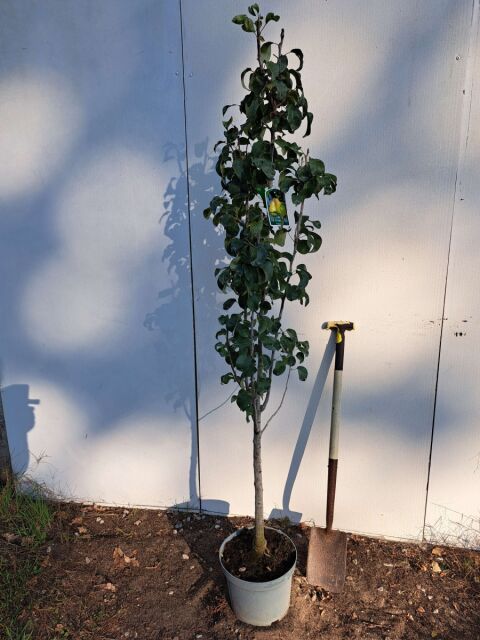 Birnbaum Concorde 125/150 cm