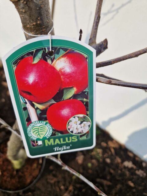 Apfelbaum Rajka 125/150 cm