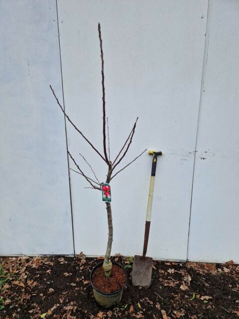 Apfelbaum Rajka 125/150 cm