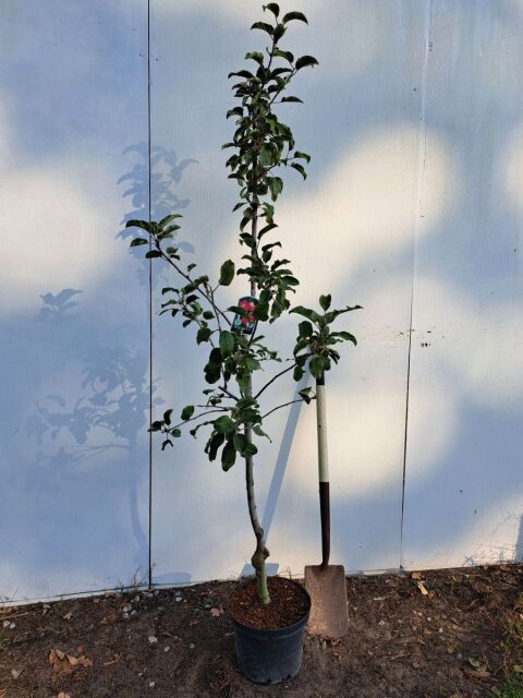 Apfelbaum Rajka 125/150 cm