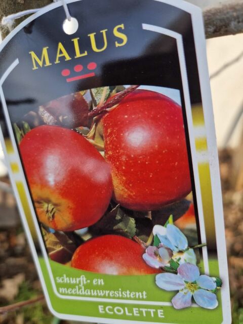 Apfelbaum Ecolette 150/175 cm