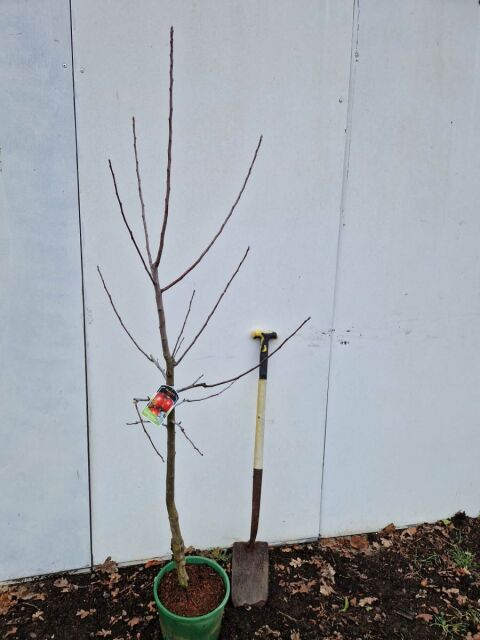 Apfelbaum Ecolette 150/175 cm