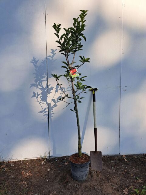 Apfelbaum Ecolette 150/175 cm