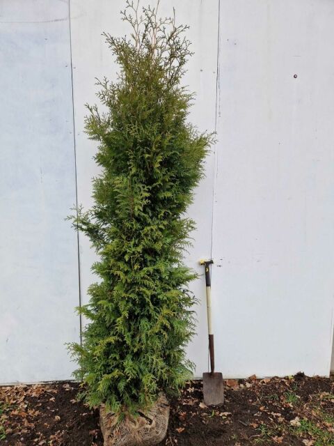 Thuja Brabant Lebensbaum 220/240 cm