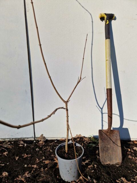 Feldahorn 80/100 cm Topf