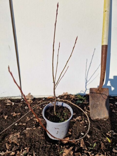 Kupfer-Felsenbirne 40/50 cm Topf