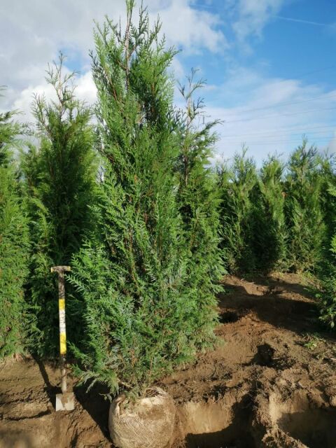 Thuja plicata Atrovirens 220/240 cm