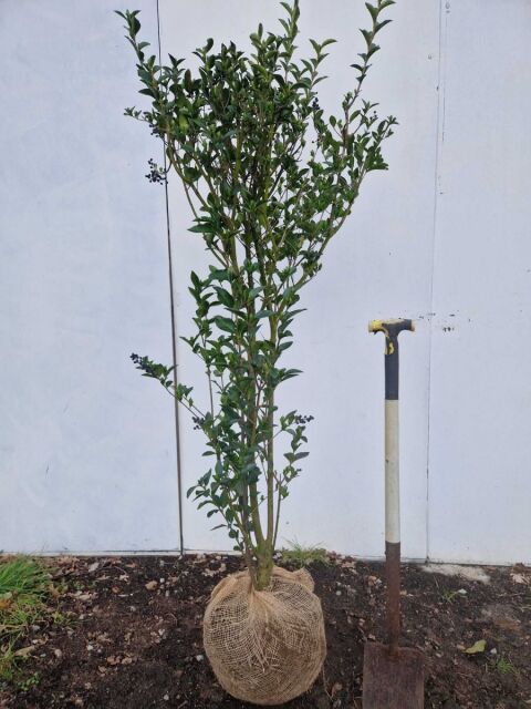  Liguster Ovalifolium 140/160 cm