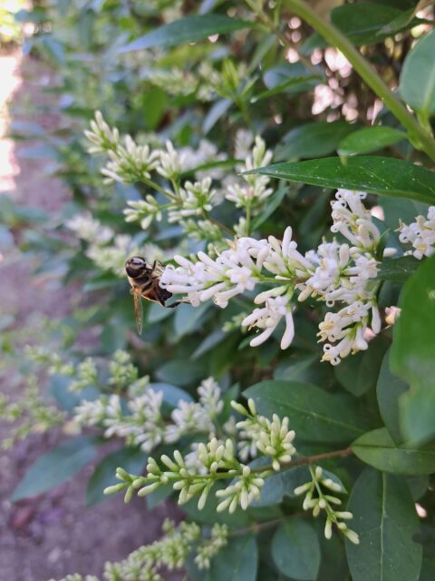  Ligustrum Ovalifolium 140/160 cm