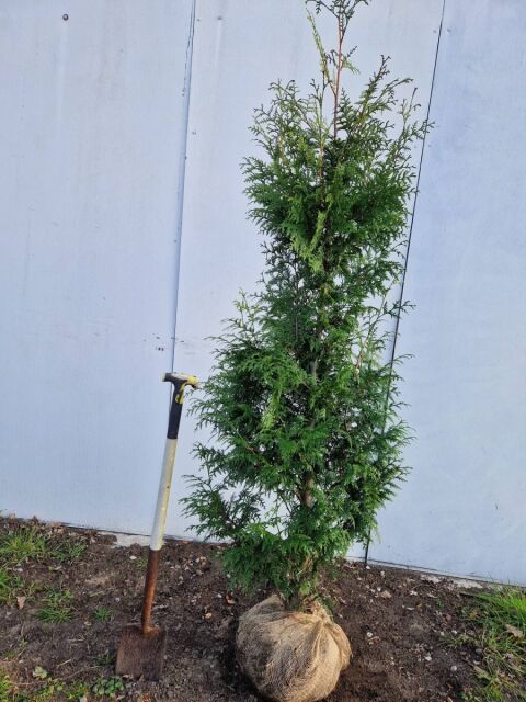 Thuja plicata Gelderland 150/175 cm