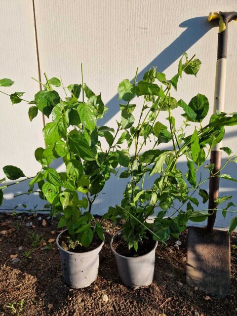Roter Hartriegel 40/60 cm Topf