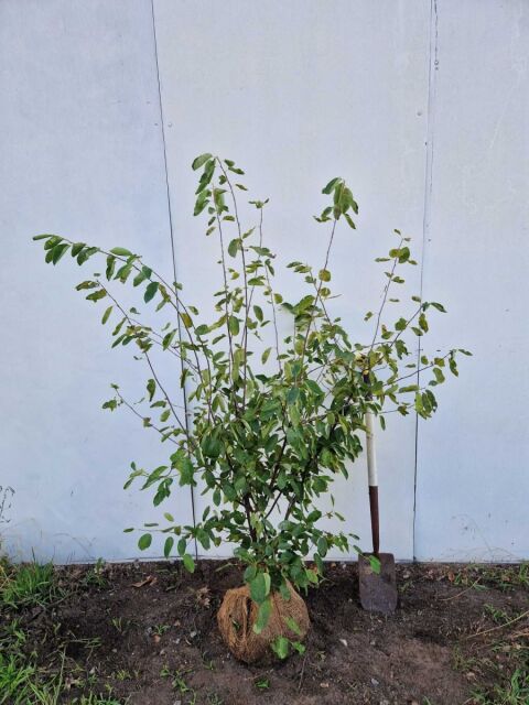 Kupfer-Felsenbirne 125/150 cm 