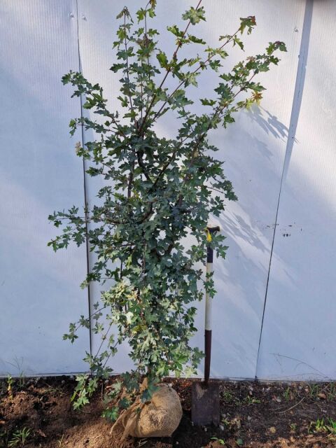 Feldahorn 140/160 cm Ballenware
