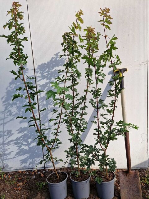 Feldahorn 80/100 cm Topf