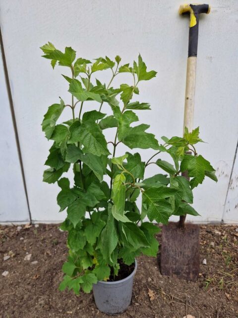 Gemeiner Schneeball - Viburnum opulus 60/80 cm Topf