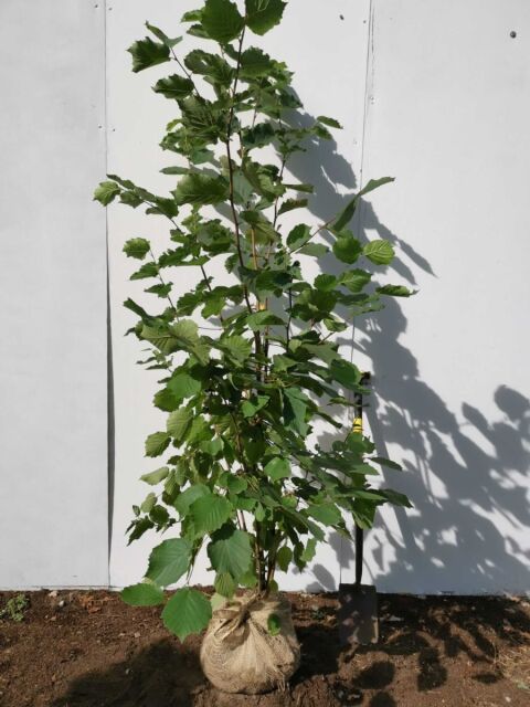 Haselnuss - Strauch 160/180 cm