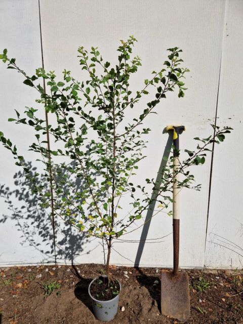 Schlehdorn 50/75 cm Topf