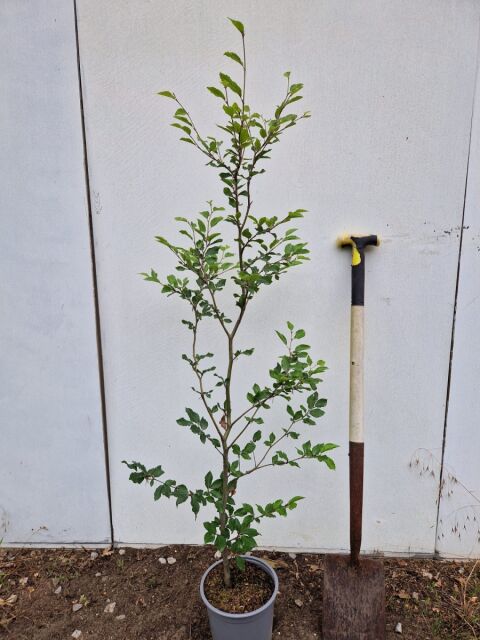 Rotbuche 60/80 cm Topf