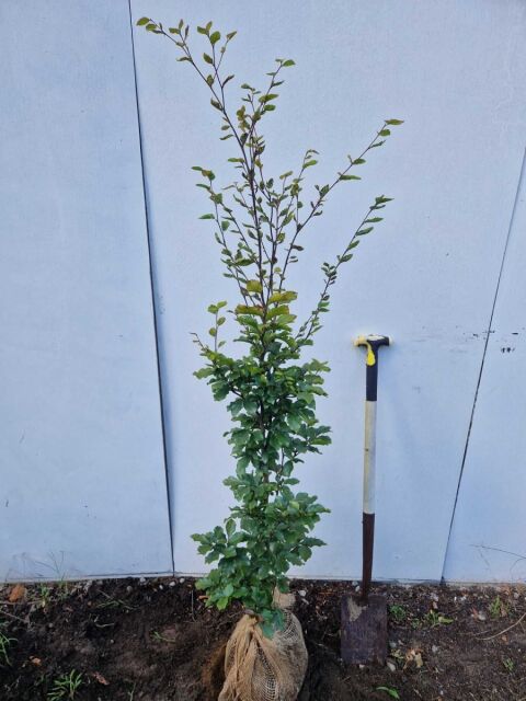 Rotbuche 125/150 cm Ballenware