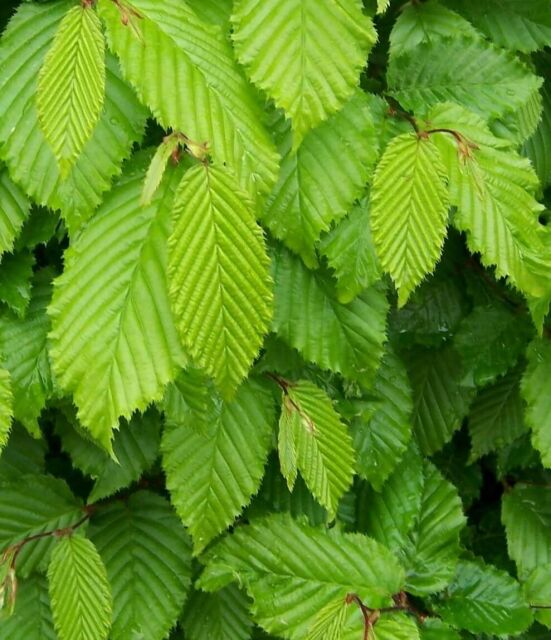 Carpinus betulus 100/120 cm Ballenware 