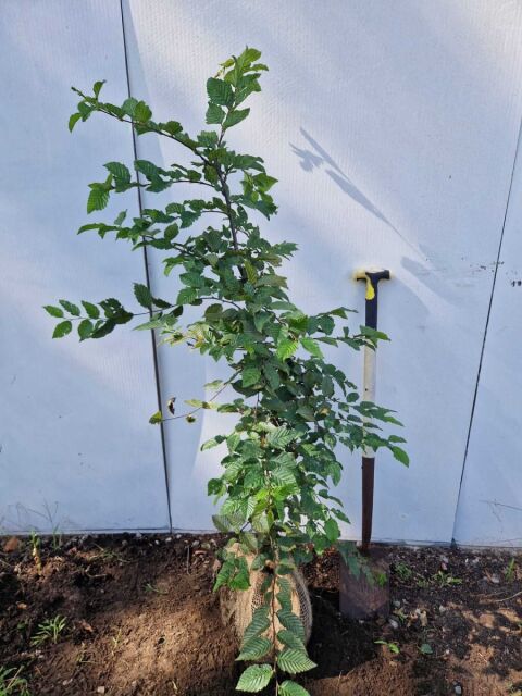 Carpinus betulus 100/120 cm Ballenware 