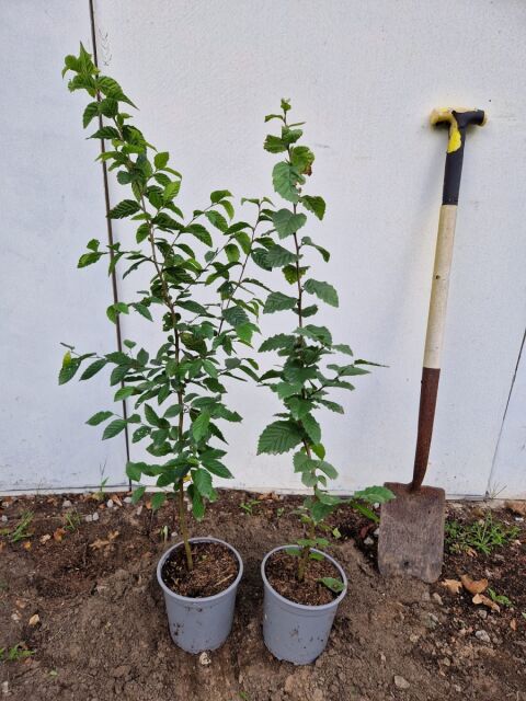 Carpinus betulus 80/100 cm Topf