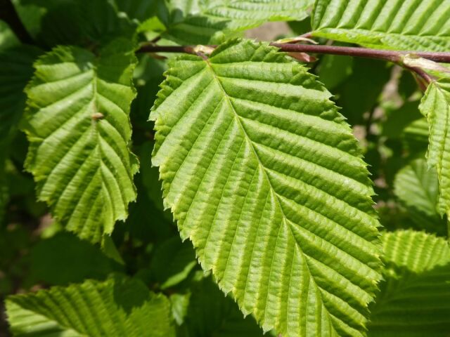 Carpinus betulus 150/175 cm Topf