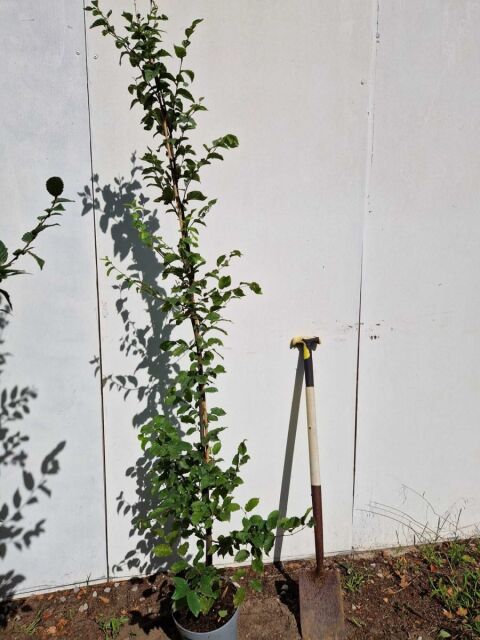 Carpinus betulus 150/175 cm Topf