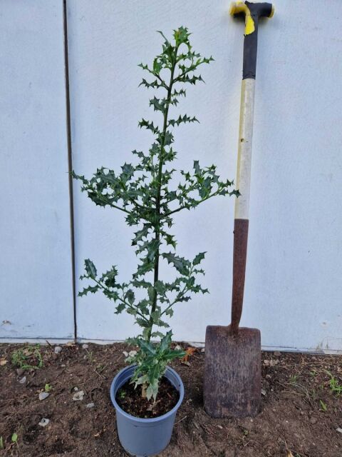 Ilex aquifolium - Gemeine Stechpalme 60/80 cm Topf