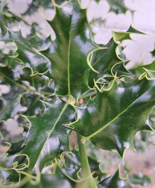 Ilex aquifolium - Gemeine Stechpalme 80/100 cm